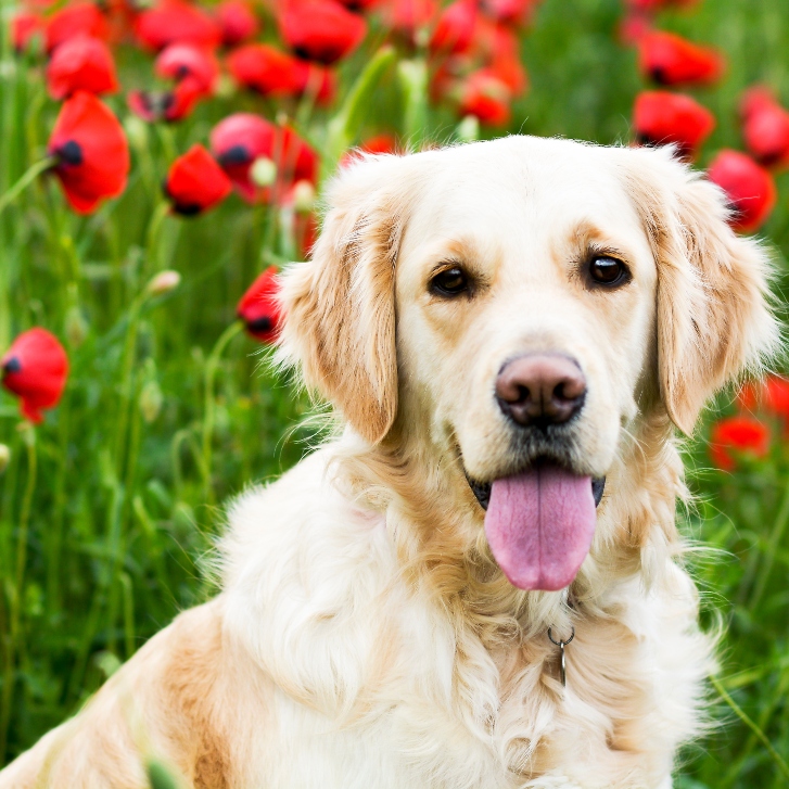 Hjerteultralyd i praksis web billede